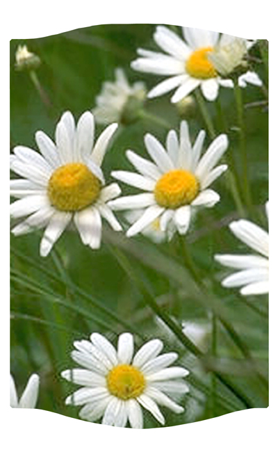 DNSLOG C 021 Field of Daisies 